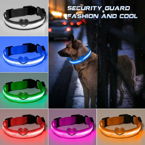 LED collar for your friend-in-paw